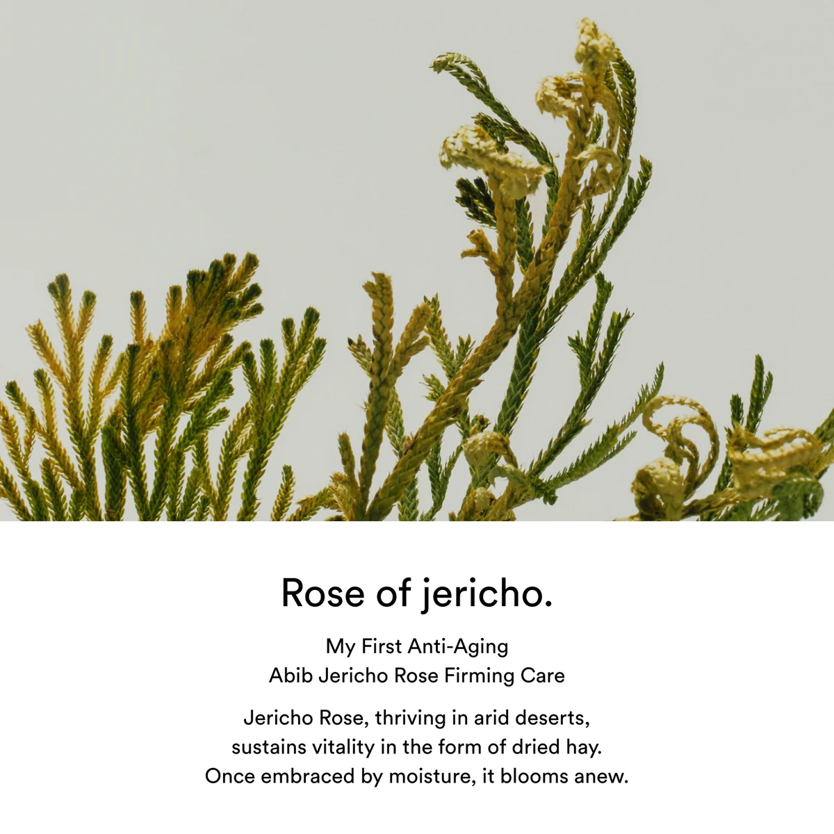 Abib - Jericho Rose PHA Toner Skin Booster