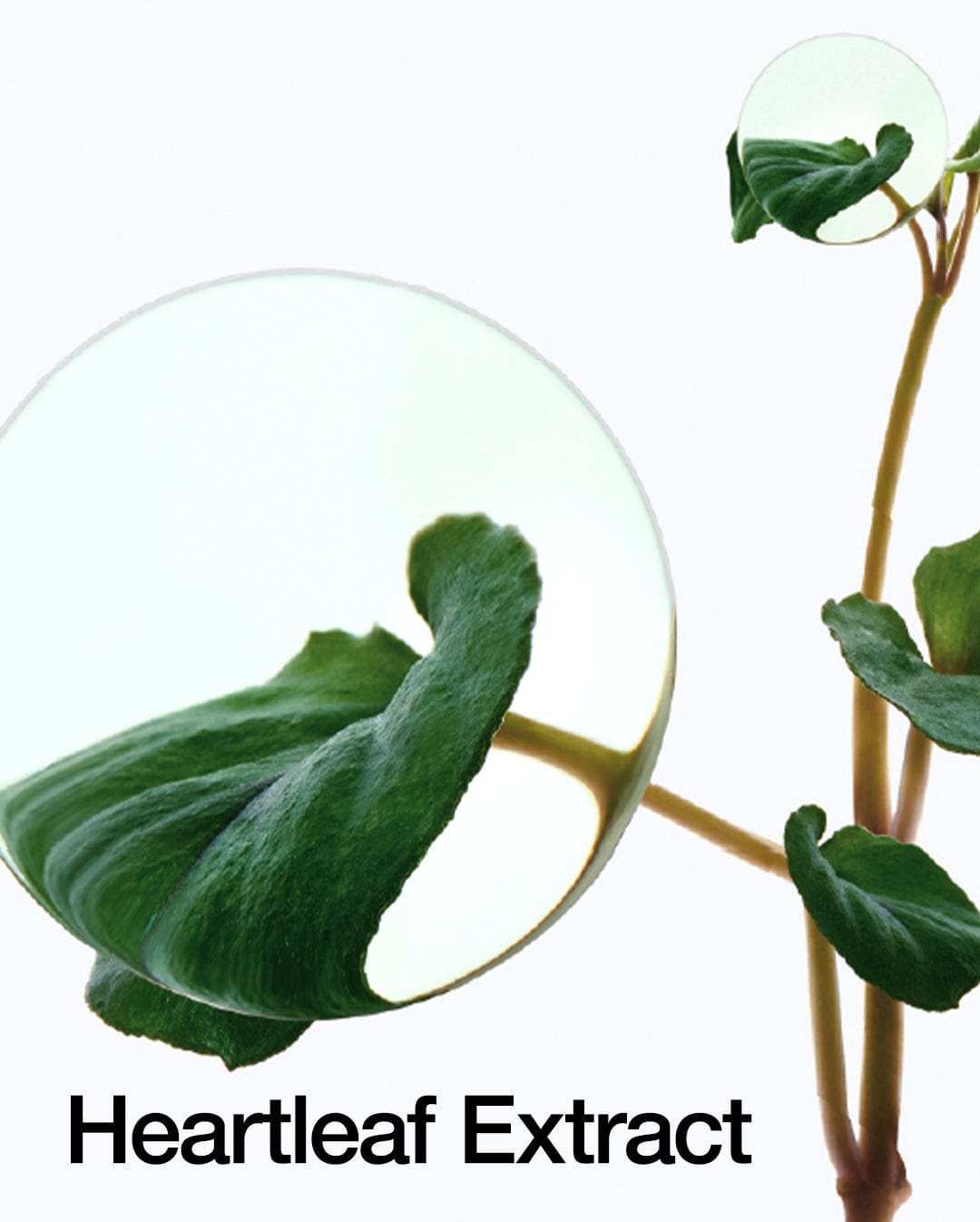 Anua - Heartleaf 77% Toner Pad