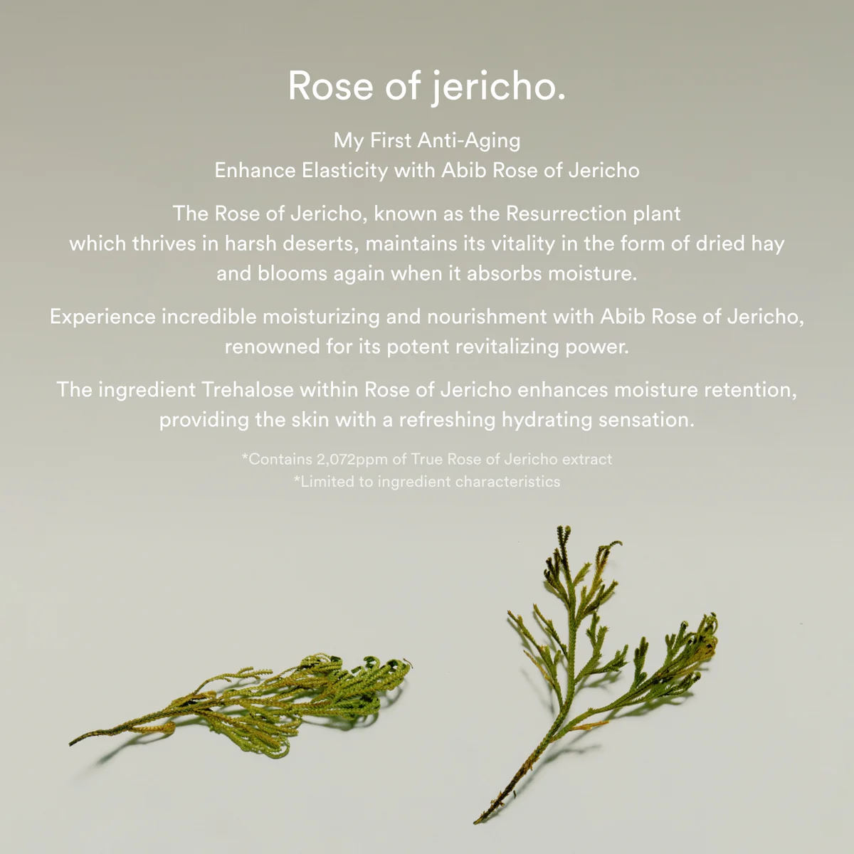 Abib – Jericho Rose Bifida Serum Firming Drop – 50 ml