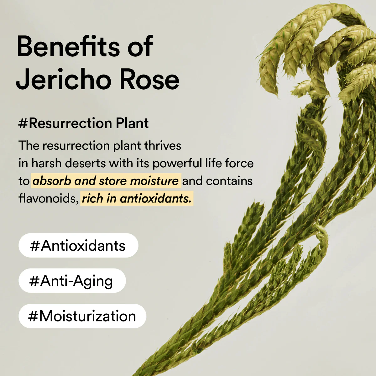 Abib – Collagen Eye Patch Jericho Rose Jelly – 60 pcs / 90 ml